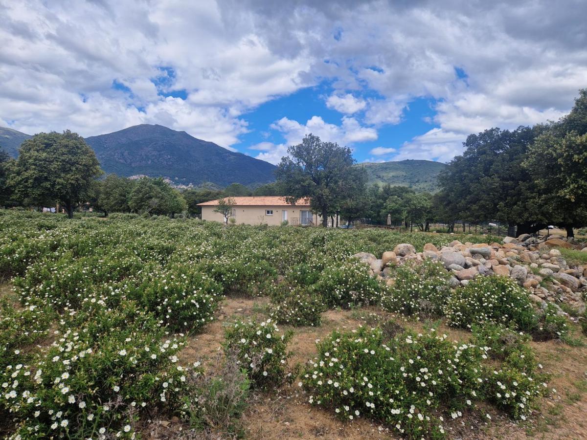 Vila Domaine U Filanciu - Casa Ghjulia - Centru Di Corsica Moltifao Exteriér fotografie